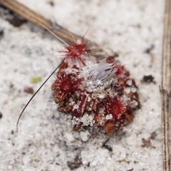 Drosera australis