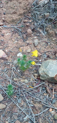 Oxalis confertifolia