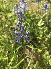 Hyacinthoides italica