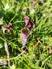Glechoma hederacea