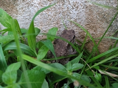 Duttaphrynus melanostictus