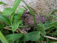 Duttaphrynus melanostictus