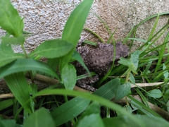 Duttaphrynus melanostictus