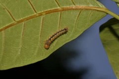 Asota iodamia