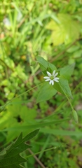 Stellaria neglecta