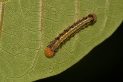 Asota iodamia