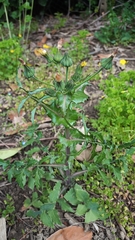 Sonchus asper