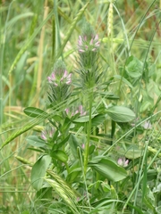 Ononis alopecuroides