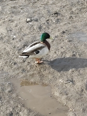 Anas platyrhynchos