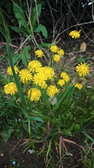 Crepis capillaris