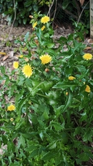 Sonchus asper