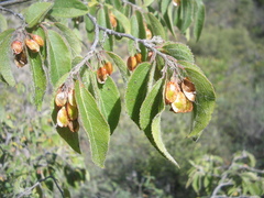 Neopringlea integrifolia
