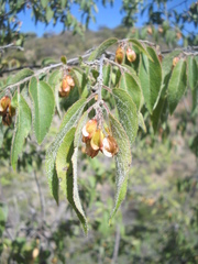Neopringlea integrifolia