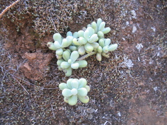 Sedum allantoides