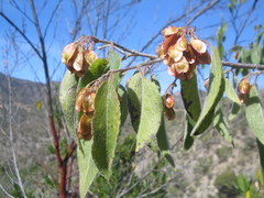 Neopringlea integrifolia