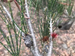 Allocasuarina duncanii
