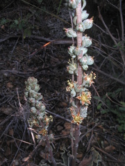 Thompsonella minutiflora