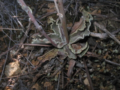 Thompsonella minutiflora