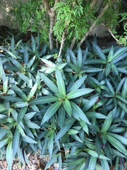 Tradescantia spathacea