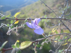 Carlowrightia neesiana