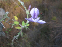 Carlowrightia neesiana