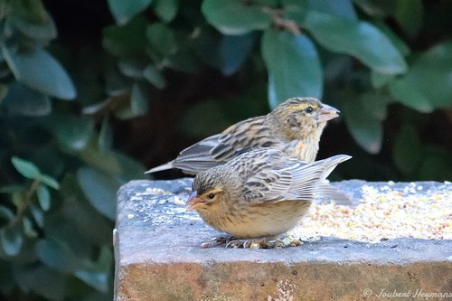 Southern Red Bishop