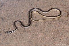 Psammophis angolensis