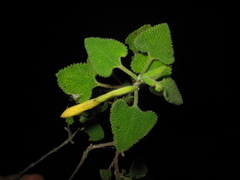 Salvia aspera