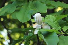 Magnolia obovata