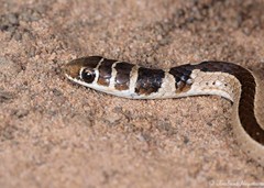 Psammophis angolensis
