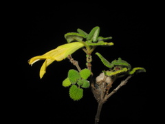Salvia aspera