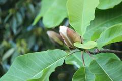 Magnolia obovata
