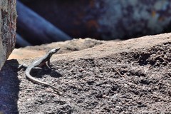 Platysaurus minor