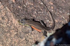 Platysaurus minor
