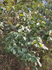 Ilex chinensis