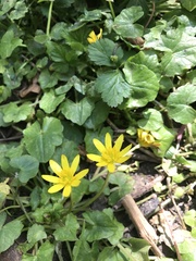 Ficaria verna