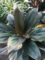 Cordyline fruticosa