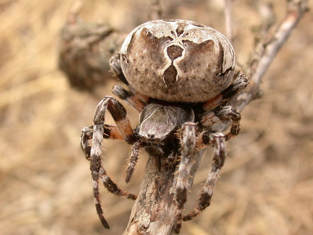 Araneus grossus