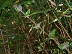 Scutellaria playfairii, photograph (c) Jacy Chen, some rights reserved (CC BY)