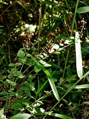 Scutellaria playfairii, photograph 5