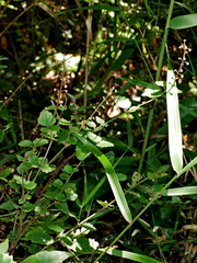 Scutellaria playfairii, photograph (c) Jacy Chen, some rights reserved (CC BY)