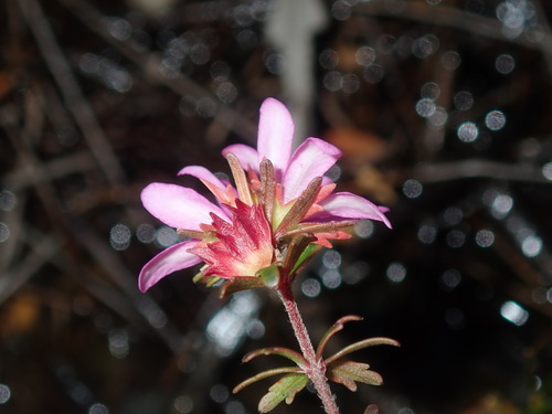 Image of Bauera capitata by (c) Thomas Mesaglio, some rights reserved (CC BY)
