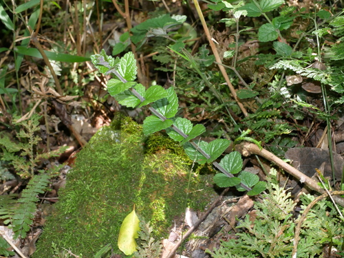 Scutellaria playfairii, photograph 4