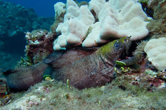 Gymnothorax rueppelliae