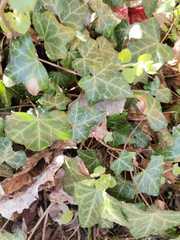 Hedera helix