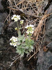 Schivereckia podolica