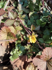 Potentilla hebiichigo