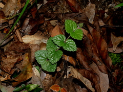 Scutellaria playfairii, photograph (c) Jacy Chen, some rights reserved (CC BY)