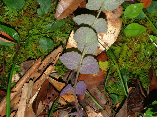 Scutellaria playfairii, photograph 3