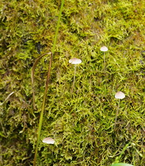 Mycena austrofilopes